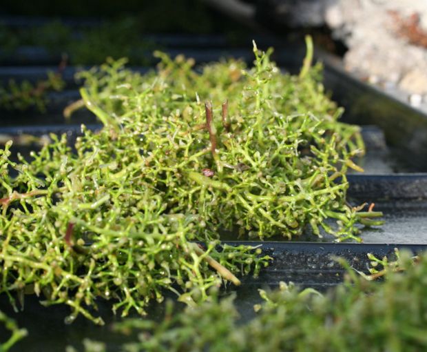 Grüner Veltliner Kamptal DAC, Weingut Waldschütz