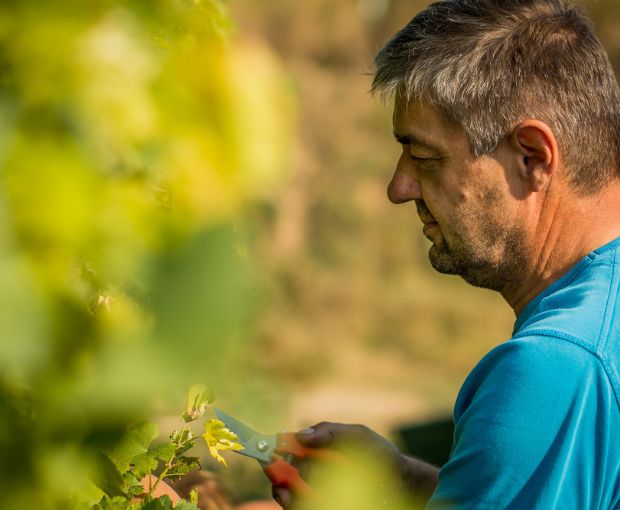 Grüner Veltliner Kamptal DAC, Weingut Waldschütz