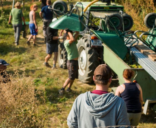 Grüner Veltliner Kamptal DAC, Weingut Waldschütz