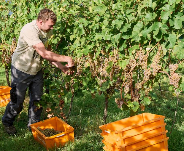 HALF Riesling Eiswein 2016, Weingut Familie Rauen