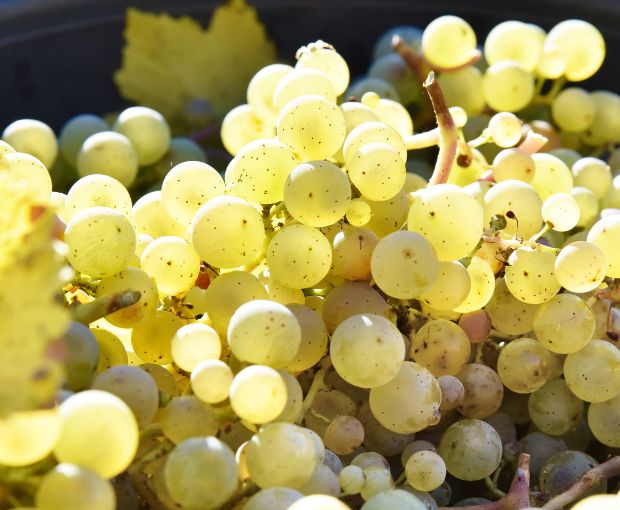 Riesling Kabinett Trocken, Weingut Familie Rauen