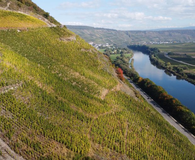 Riesling Kabinett Trocken, Weingut Familie Rauen