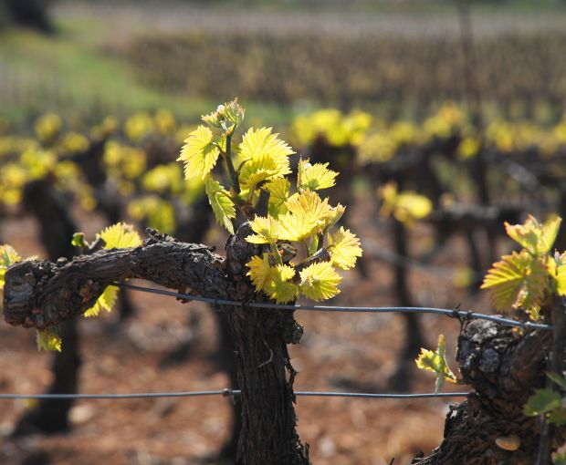 Cépage Muscat Sec VdP d'Oc Terres Blanches, Cave des Vignerons de Frontignan