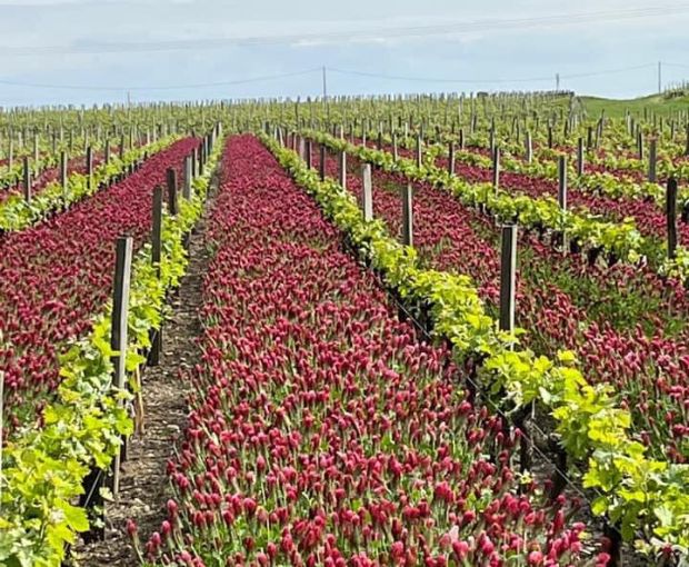 Margaux Cuvée Nicolas AOC 2019, Château Tayac