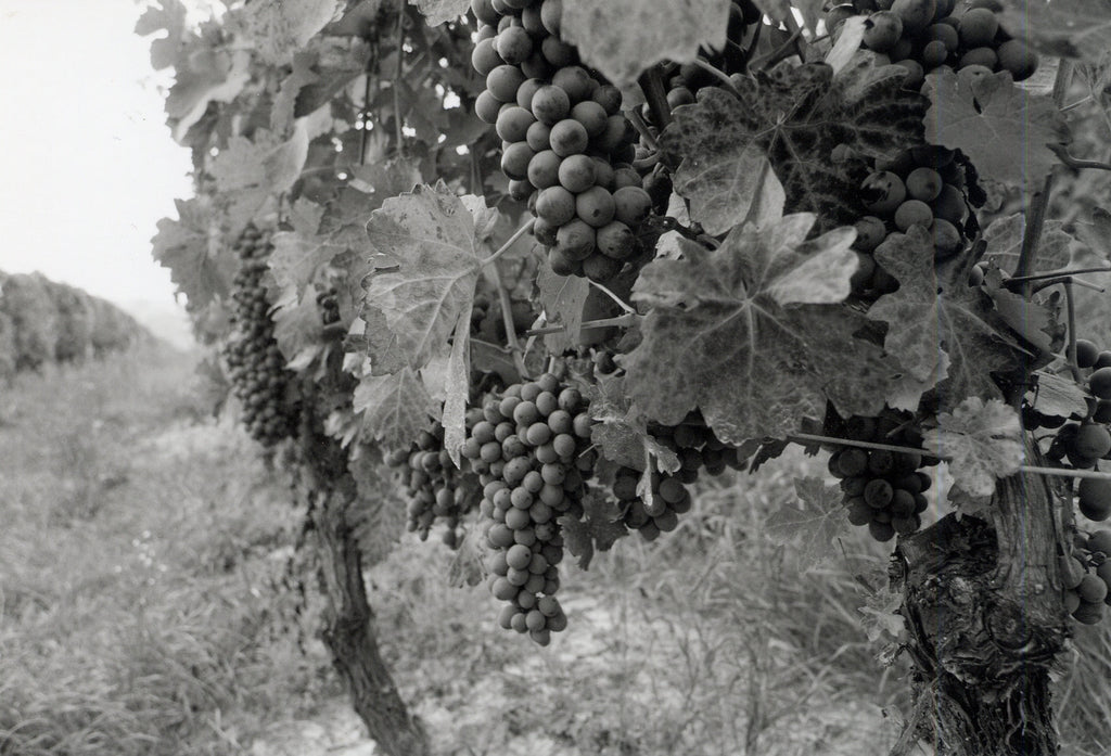 Grappa aged in Picolit barrels 2007, Dellavalle
