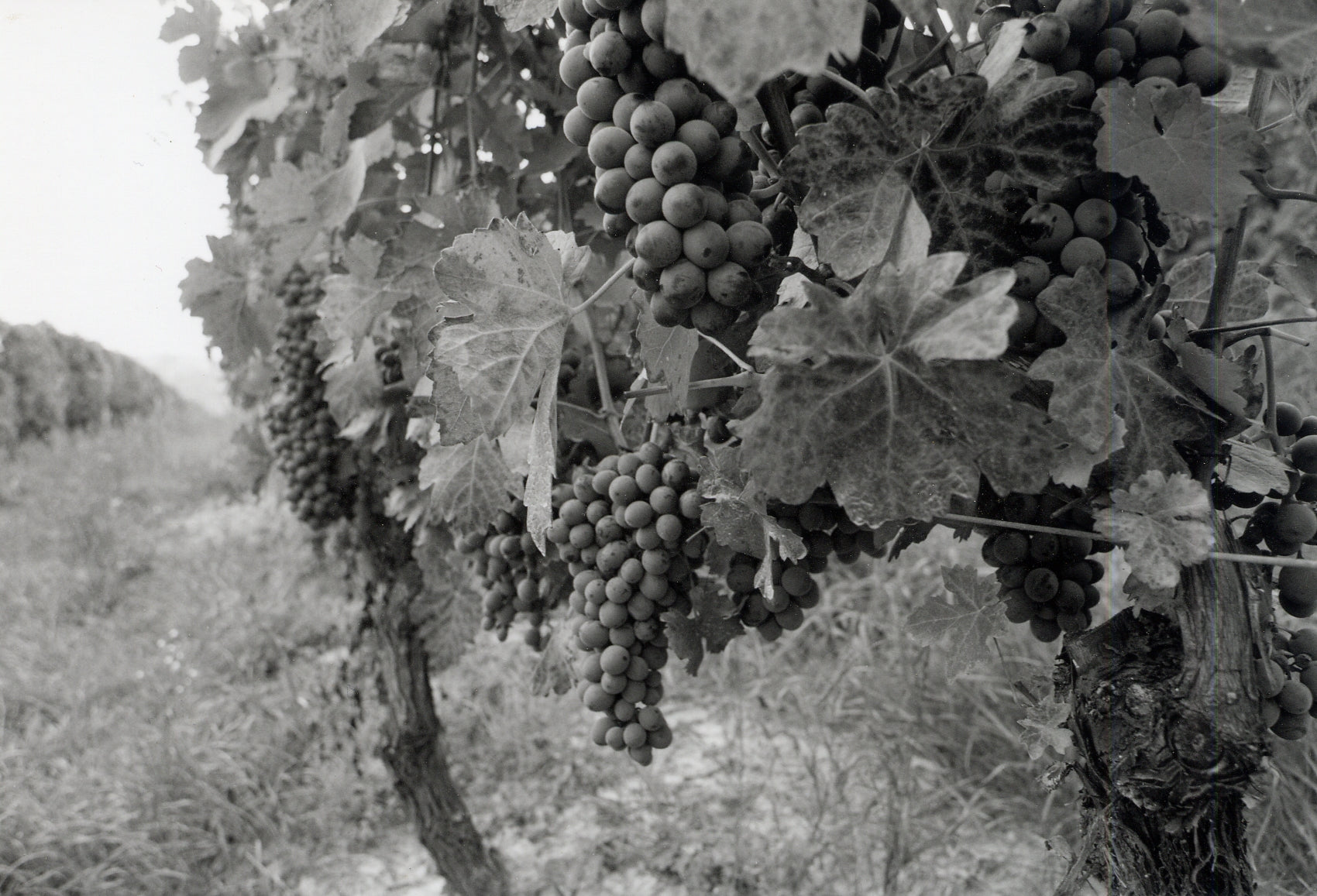 Grappa aged in Picolit barrels 2007, Dellavalle