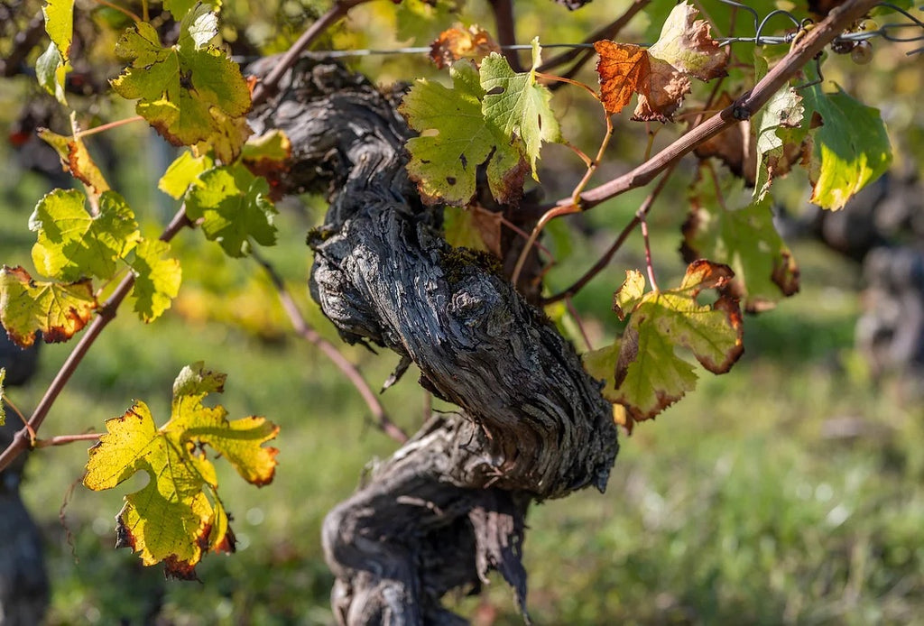 Byakko L'Hiver Fauve VdF, Château Terre-Fauve