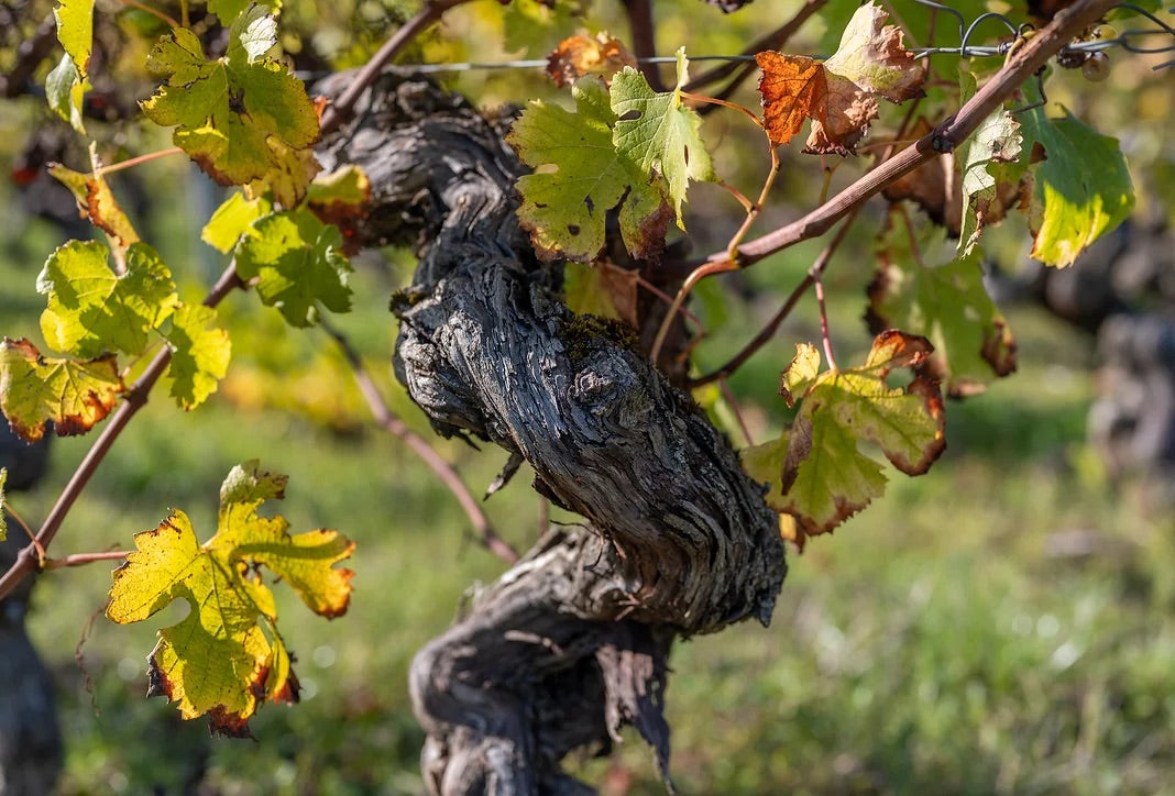 Byakko L'Hiver Fauve VdF, Château Terre-Fauve
