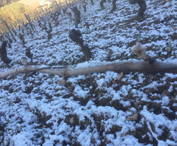 Roncier Rosé VdF NV, Louis Tramier & Fils