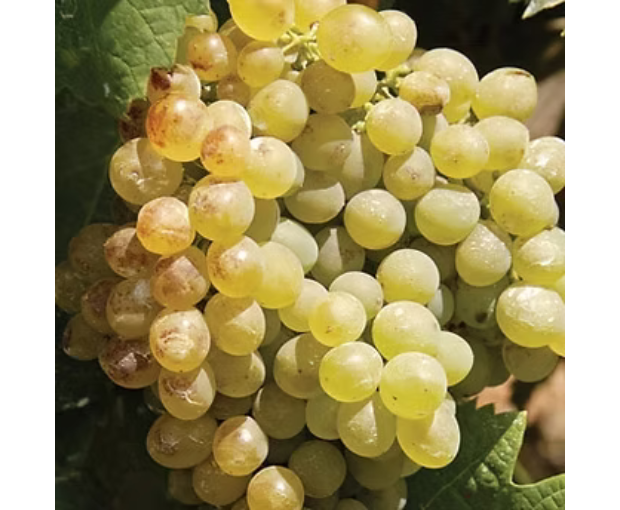 Gerónimo White 2020, Herdade do Portocarro