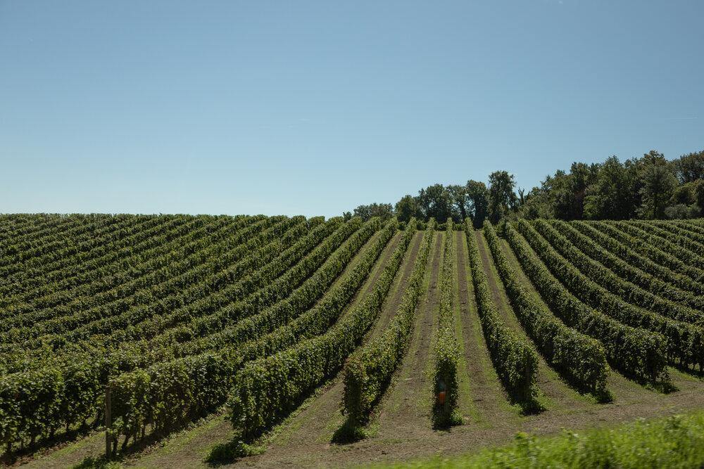 Rosé Spumante Extra Dry, Nave de Oro