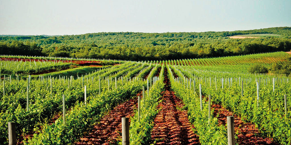 Black Dalmatian 2022, Saints Hills