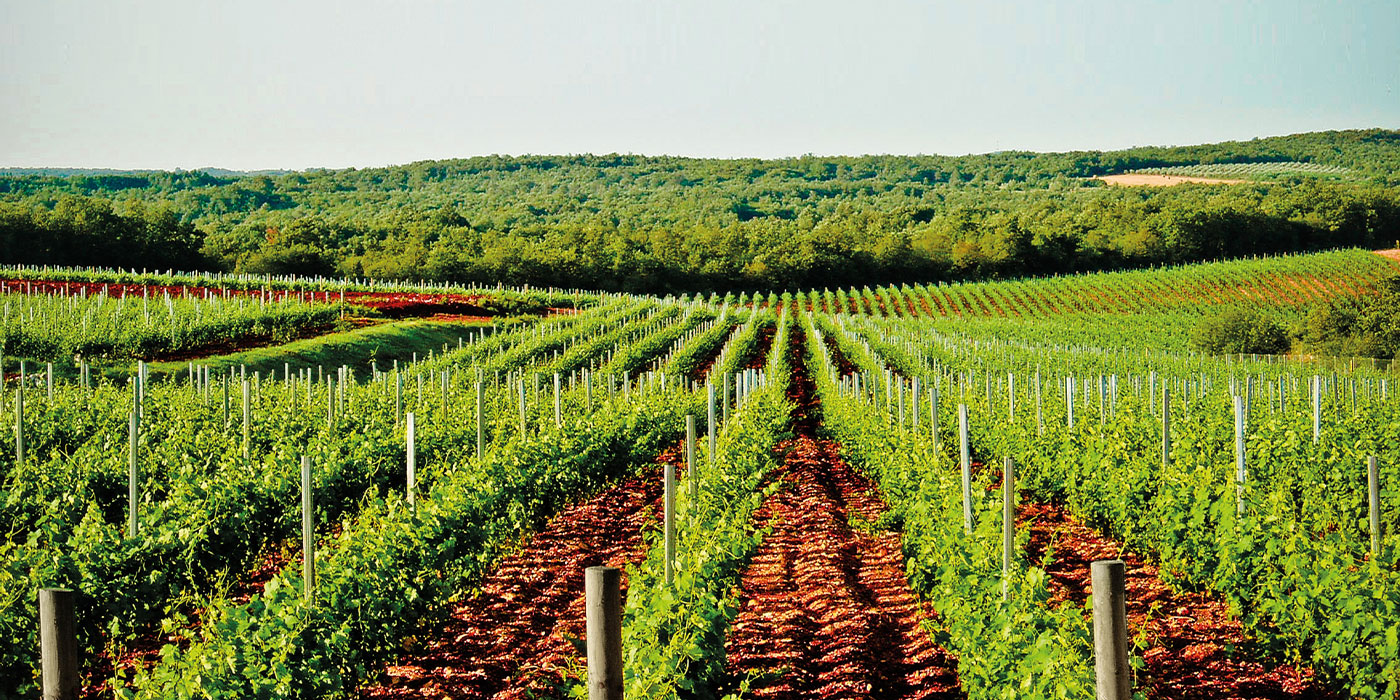 Black Dalmatian 2022, Saints Hills