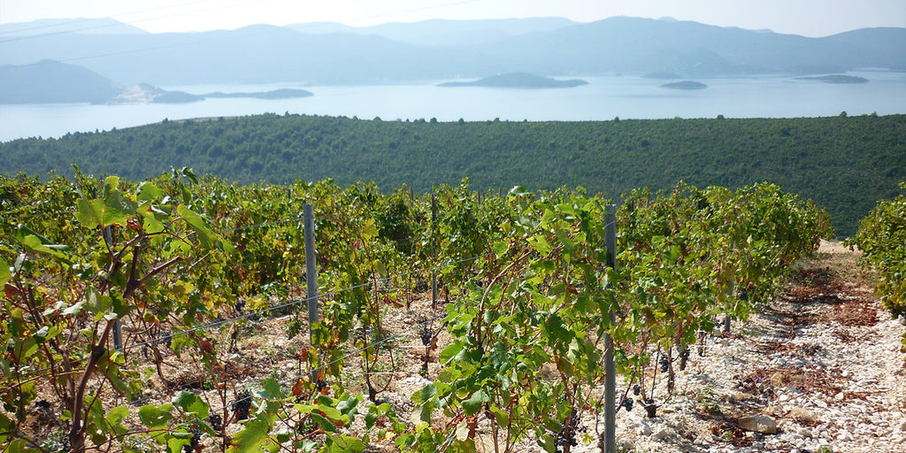 Black Dalmatian 2022, Saints Hills